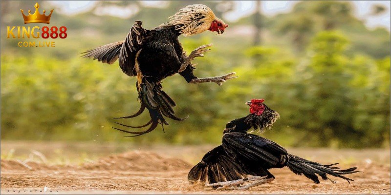 4 hình thức chọi kê hấp dẫn
