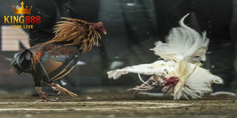 Đôi nét về đá gà bịp