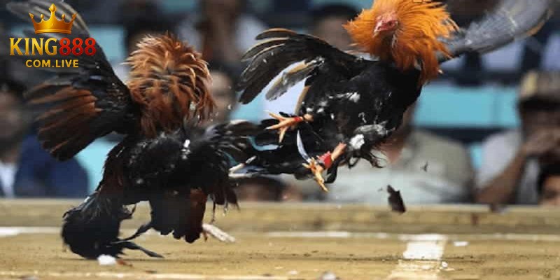 Một số mánh khóe dùng trong chọi gà bịp
