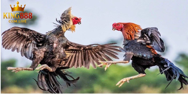 Ưu điểm trải nghiệm chọi gà