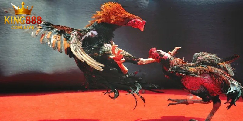 Vài nét về chuyên mục đá gà hấp dẫn