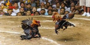 Đá gà bịp